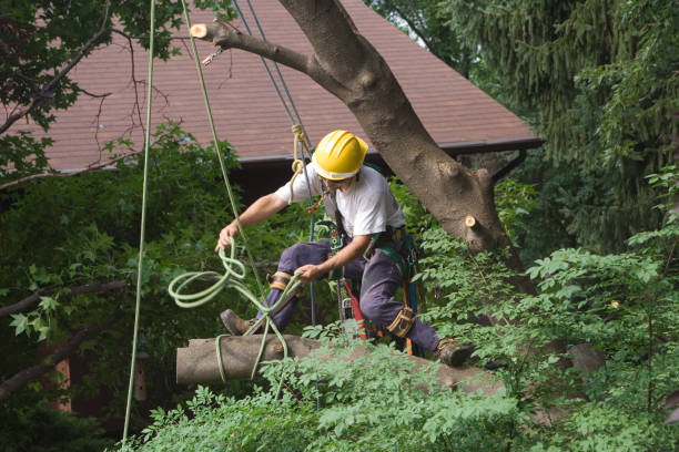 Best Lawn Disease Treatment  in Dayton, TN